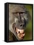 Chacma Baboon (Papio Ursinus) Baring Teeth to Show Aggression, Kruger National Park, South Africa-null-Framed Stretched Canvas