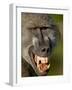 Chacma Baboon (Papio Ursinus) Baring Teeth to Show Aggression, Kruger National Park, South Africa-null-Framed Photographic Print