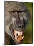 Chacma Baboon (Papio Ursinus) Baring Teeth to Show Aggression, Kruger National Park, South Africa-null-Mounted Photographic Print