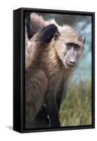 Chacma Baboon (Papio Ursinus), Cape of Good Hope, Table Mountain National Park-Kimberly Walker-Framed Stretched Canvas