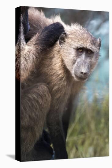 Chacma Baboon (Papio Ursinus), Cape of Good Hope, Table Mountain National Park-Kimberly Walker-Stretched Canvas