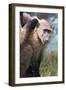 Chacma Baboon (Papio Ursinus), Cape of Good Hope, Table Mountain National Park-Kimberly Walker-Framed Photographic Print