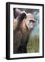 Chacma Baboon (Papio Ursinus), Cape of Good Hope, Table Mountain National Park-Kimberly Walker-Framed Photographic Print