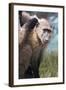 Chacma Baboon (Papio Ursinus), Cape of Good Hope, Table Mountain National Park-Kimberly Walker-Framed Photographic Print