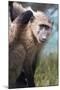 Chacma Baboon (Papio Ursinus), Cape of Good Hope, Table Mountain National Park-Kimberly Walker-Mounted Photographic Print