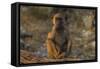 Chacma baboon (Papio ursinus), Chobe National Park, Botswana-Ann and Steve Toon-Framed Stretched Canvas