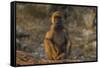 Chacma baboon (Papio ursinus), Chobe National Park, Botswana-Ann and Steve Toon-Framed Stretched Canvas