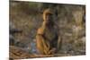 Chacma baboon (Papio ursinus), Chobe National Park, Botswana-Ann and Steve Toon-Mounted Photographic Print