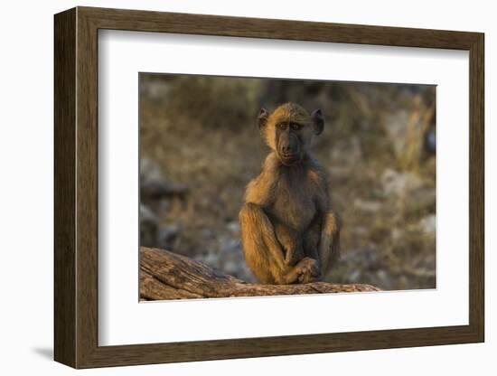 Chacma baboon (Papio ursinus), Chobe National Park, Botswana-Ann and Steve Toon-Framed Photographic Print