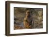 Chacma baboon (Papio ursinus), Chobe National Park, Botswana-Ann and Steve Toon-Framed Photographic Print