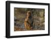 Chacma baboon (Papio ursinus), Chobe National Park, Botswana-Ann and Steve Toon-Framed Photographic Print