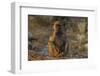 Chacma baboon (Papio ursinus), Chobe National Park, Botswana-Ann and Steve Toon-Framed Photographic Print