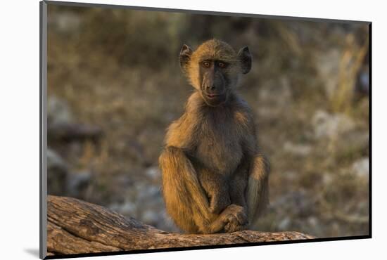 Chacma baboon (Papio ursinus), Chobe National Park, Botswana-Ann and Steve Toon-Mounted Photographic Print