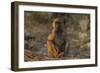 Chacma baboon (Papio ursinus), Chobe National Park, Botswana-Ann and Steve Toon-Framed Photographic Print