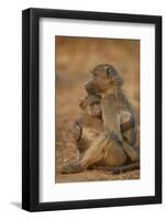 Chacma baboon (Papio ursinus) comforting a young one, Kruger National Park, South Africa, Africa-James Hager-Framed Photographic Print