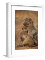 Chacma baboon (Papio ursinus) comforting a young one, Kruger National Park, South Africa, Africa-James Hager-Framed Photographic Print