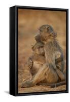 Chacma baboon (Papio ursinus) comforting a young one, Kruger National Park, South Africa, Africa-James Hager-Framed Stretched Canvas