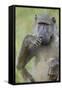 Chacma Baboon (Papio Ursinus) Eating, Kruger National Park, South Africa, Africa-James Hager-Framed Stretched Canvas