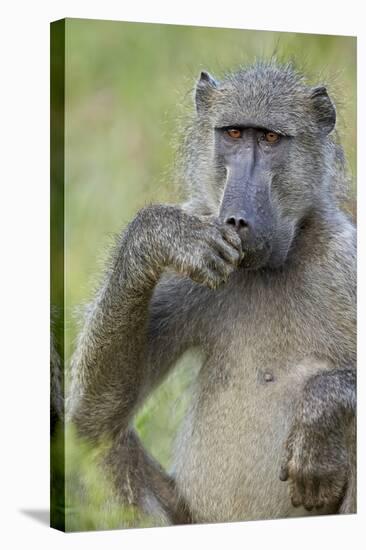 Chacma Baboon (Papio Ursinus) Eating, Kruger National Park, South Africa, Africa-James Hager-Stretched Canvas