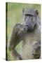 Chacma Baboon (Papio Ursinus) Eating, Kruger National Park, South Africa, Africa-James Hager-Stretched Canvas