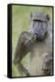 Chacma Baboon (Papio Ursinus) Eating, Kruger National Park, South Africa, Africa-James Hager-Framed Stretched Canvas