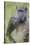 Chacma Baboon (Papio Ursinus) Eating, Kruger National Park, South Africa, Africa-James Hager-Stretched Canvas