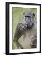 Chacma Baboon (Papio Ursinus) Eating, Kruger National Park, South Africa, Africa-James Hager-Framed Photographic Print