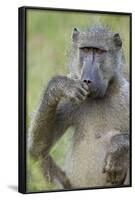 Chacma Baboon (Papio Ursinus) Eating, Kruger National Park, South Africa, Africa-James Hager-Framed Photographic Print