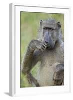 Chacma Baboon (Papio Ursinus) Eating, Kruger National Park, South Africa, Africa-James Hager-Framed Photographic Print