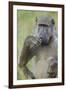 Chacma Baboon (Papio Ursinus) Eating, Kruger National Park, South Africa, Africa-James Hager-Framed Photographic Print