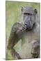 Chacma Baboon (Papio Ursinus) Eating, Kruger National Park, South Africa, Africa-James Hager-Mounted Photographic Print