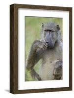 Chacma Baboon (Papio Ursinus) Eating, Kruger National Park, South Africa, Africa-James Hager-Framed Photographic Print