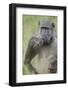 Chacma Baboon (Papio Ursinus) Eating, Kruger National Park, South Africa, Africa-James Hager-Framed Photographic Print