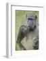 Chacma Baboon (Papio Ursinus) Eating, Kruger National Park, South Africa, Africa-James Hager-Framed Photographic Print