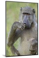 Chacma Baboon (Papio Ursinus) Eating, Kruger National Park, South Africa, Africa-James Hager-Mounted Photographic Print