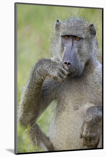 Chacma Baboon (Papio Ursinus) Eating, Kruger National Park, South Africa, Africa-James Hager-Mounted Photographic Print