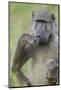 Chacma Baboon (Papio Ursinus) Eating, Kruger National Park, South Africa, Africa-James Hager-Mounted Photographic Print