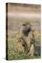 Chacma baboon (Papio ursinus) feeding, Chobe National Park, Botswana, Africa-Ann and Steve Toon-Stretched Canvas