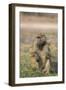 Chacma baboon (Papio ursinus) feeding, Chobe National Park, Botswana, Africa-Ann and Steve Toon-Framed Photographic Print