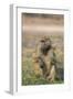 Chacma baboon (Papio ursinus) feeding, Chobe National Park, Botswana, Africa-Ann and Steve Toon-Framed Photographic Print