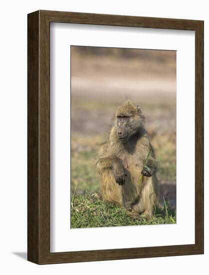 Chacma baboon (Papio ursinus) feeding, Chobe National Park, Botswana, Africa-Ann and Steve Toon-Framed Photographic Print