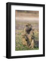 Chacma baboon (Papio ursinus) feeding, Chobe National Park, Botswana, Africa-Ann and Steve Toon-Framed Photographic Print