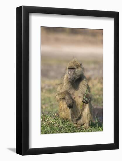 Chacma baboon (Papio ursinus) feeding, Chobe National Park, Botswana, Africa-Ann and Steve Toon-Framed Photographic Print