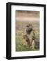 Chacma baboon (Papio ursinus) feeding, Chobe National Park, Botswana, Africa-Ann and Steve Toon-Framed Photographic Print