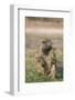 Chacma baboon (Papio ursinus) feeding, Chobe National Park, Botswana, Africa-Ann and Steve Toon-Framed Photographic Print
