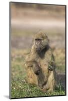 Chacma baboon (Papio ursinus) feeding, Chobe National Park, Botswana, Africa-Ann and Steve Toon-Mounted Photographic Print