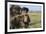 Chacma Baboon (Papio Ursinus) Infant Playing with Ostrich Feather-Tony Phelps-Framed Photographic Print