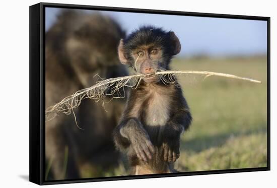 Chacma Baboon (Papio Ursinus) Infant Playing with Ostrich Feather-Tony Phelps-Framed Stretched Canvas