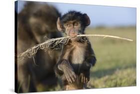 Chacma Baboon (Papio Ursinus) Infant Playing with Ostrich Feather-Tony Phelps-Stretched Canvas