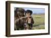 Chacma Baboon (Papio Ursinus) Infant Playing with Ostrich Feather-Tony Phelps-Framed Photographic Print
